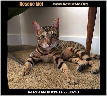 - Oregon Bengal Rescue - ADOPTIONS - Rescue Me!