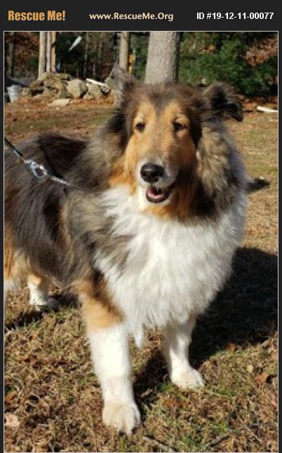 ADOPT 19121100077 ~ Shetland Sheepdog Rescue ~ Canterbury, CT