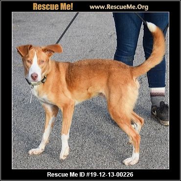 - Illinois Dog Rescue - ADOPTIONS - Rescue Me!