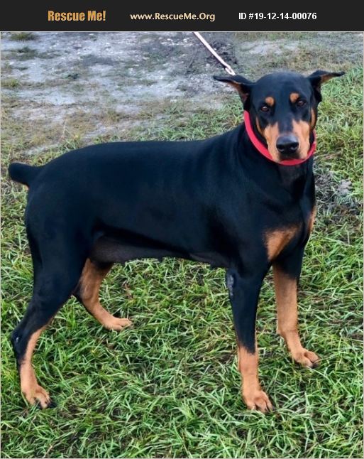 ADOPT 19121400076 ~ Doberman Pinscher Rescue ~ Fort Myers, FL