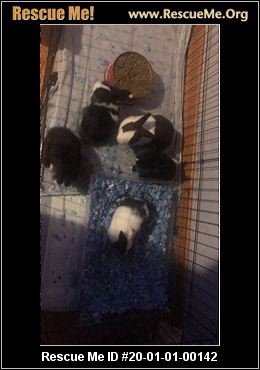- California Rabbit Rescue - ADOPTIONS - Rescue Me!