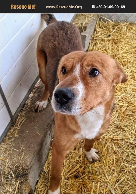 ADOPT 20010900169 ~ Shar-Pei Rescue ~ Fort Lupton, CO