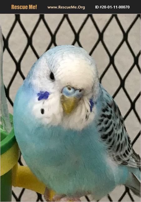 ADOPT 20011100070 ~ Pet Bird Rescue ~ Georgetown, TX