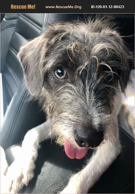 ADOPT 20011200423 ~ Schnauzer Rescue ~ Boca Raton, FL