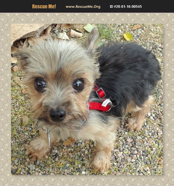 ADOPT 20011600545 ~ Yorkie Rescue ~ Tempe, AZ