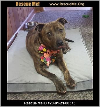 - Georgia Pit Bull Rescue - ADOPTIONS - Rescue Me!