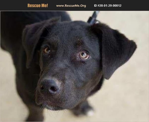 ADOPT 20012900012 ~ Lab Rescue ~ Washington