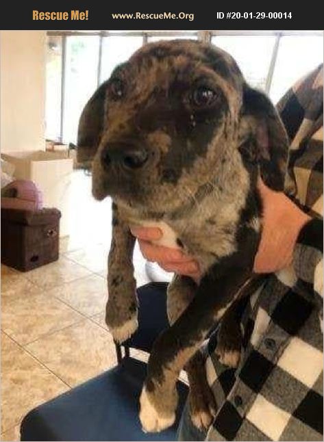 ADOPT 20012900014 ~ Catahoula Rescue ~ Washington