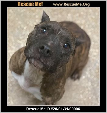 - Indiana Pit Bull Rescue - ADOPTIONS - Rescue Me!