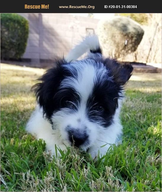 ADOPT 20013100384 ~ Bichon Frise Rescue ~ Phoenix, AZ