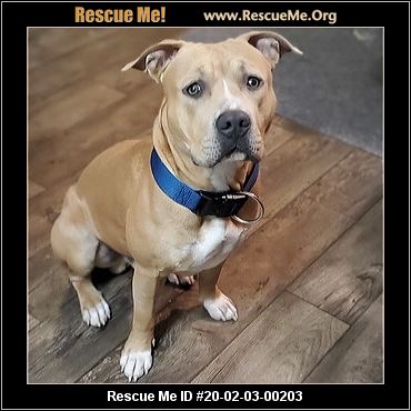 - Nevada Dog Rescue - ADOPTIONS - Rescue Me!