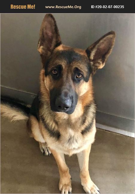 ADOPT 20020700235 ~ German Shepherd Rescue ~ Glendale, AZ