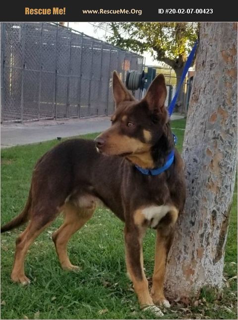 ADOPT 20020700423 ~ Australian Kelpie Rescue ~ Gilbert, AZ