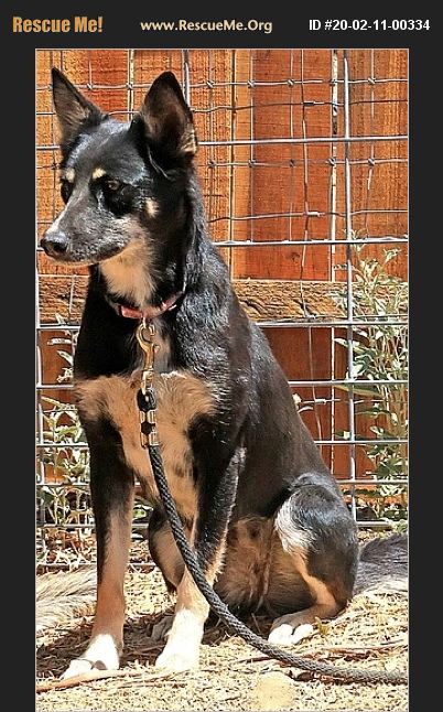 ADOPT 20021100334 ~ Australian Kelpie Rescue ~ Clarkdale, AZ