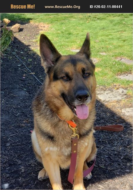 ADOPT 20021100441 ~ German Shepherd Rescue ~ North olmsted, OH