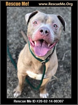 - Illinois Pit Bull Rescue - ADOPTIONS - Rescue Me!