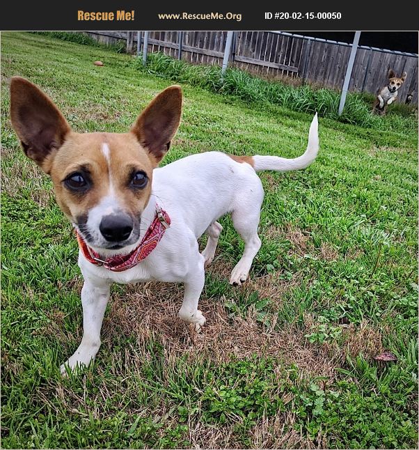 ADOPT 20021500050 ~ Rat Terrier Rescue ~ Pflugerville, TX