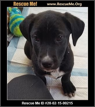 - New York Lab Rescue - ADOPTIONS - Rescue Me!