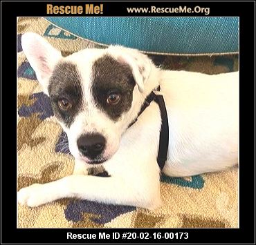 - North Carolina Dog Rescue - ADOPTIONS - Rescue Me!