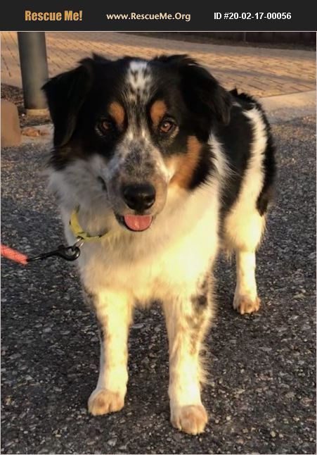 ADOPT 20021700056 ~ Australian Shepherd Rescue ~ Cottonwood, AZ