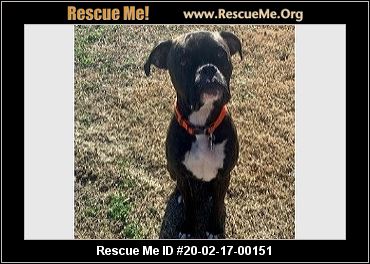 - Texas Boxer Rescue - ADOPTIONS - Rescue Me!