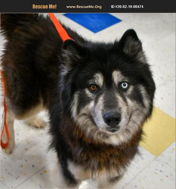 ADOPT 20021900474 ~ Alaskan Malamute Rescue ~ Colorado Springs, CO