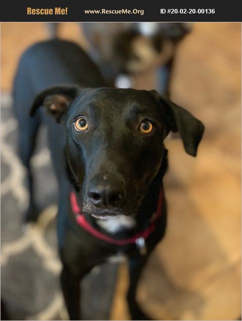 ADOPT 20022000136 ~ Lab Rescue ~ Chandler, AZ
