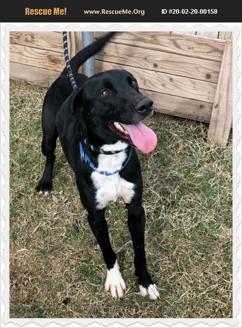 ADOPT 20022000158 ~ Lab Rescue ~ Gilbert, AZ