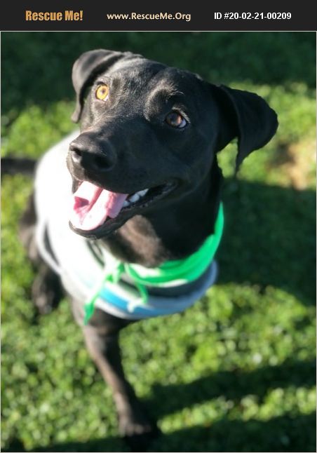 ADOPT 20022100209 ~ Lab Rescue ~ Gilbert, AZ