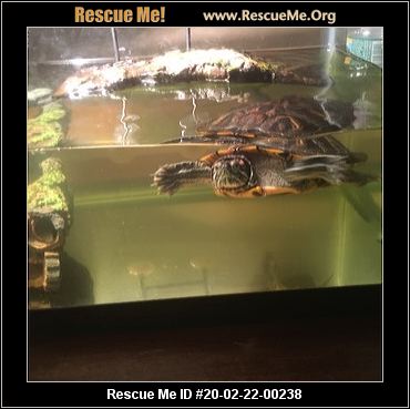 - New Jersey Reptile/Amphibian Rescue - ADOPTIONS - Rescue Me!