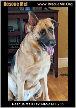 - New Jersey German Shepherd Rescue - ADOPTIONS - Rescue Me!