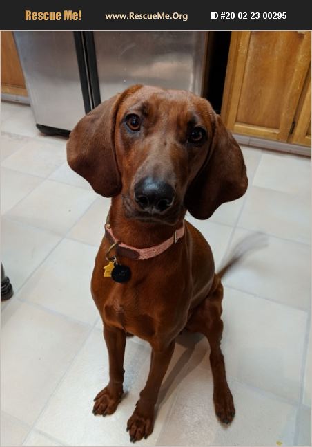 ADOPT 20022300295 ~ Redbone Coonhound Rescue ~ Sacramento, CA