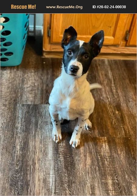 ADOPT 20022400038 ~ Rat Terrier Rescue ~ Oakdale, WI