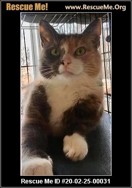 - Virginia Cat Rescue - ADOPTIONS - Rescue Me!