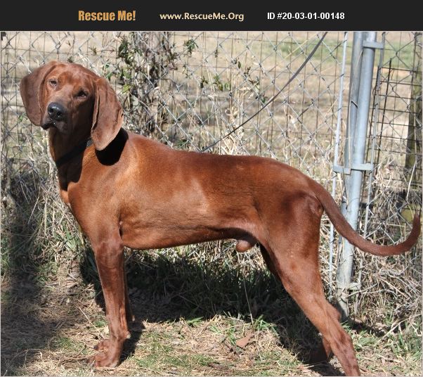 ADOPT 20030100148 ~ Redbone Coonhound Rescue ~ Waynesboro, Va, VA