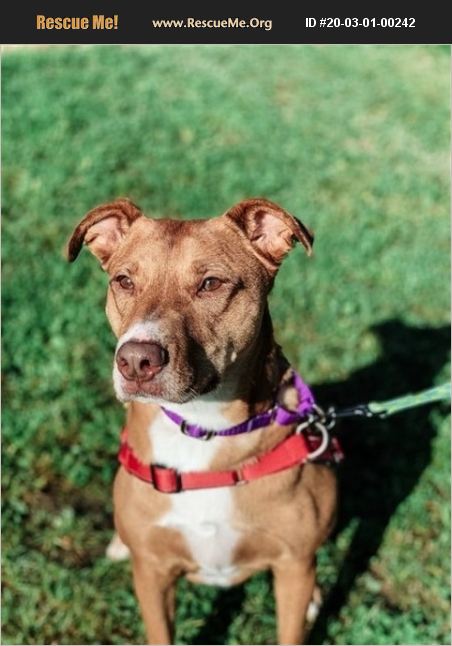 ADOPT 20030100242 ~ Pit Bull Rescue ~ Dover, NH