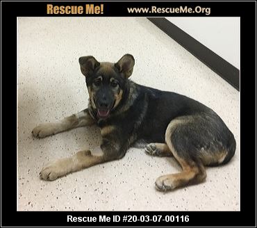 - Washington German Shepherd Rescue - ADOPTIONS - Rescue Me!