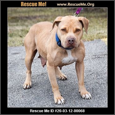 - Illinois Dog Rescue - ADOPTIONS - Rescue Me!