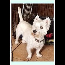 Westie Dogs Free To Good Home