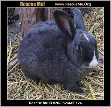 - California Rabbit Rescue - ADOPTIONS - Rescue Me!
