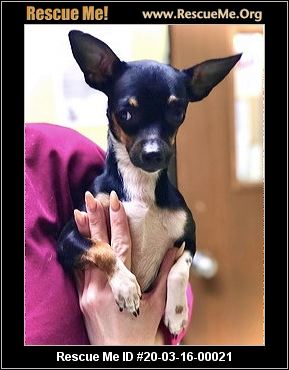 - Colorado Chihuahua Rescue - ADOPTIONS - Rescue Me!