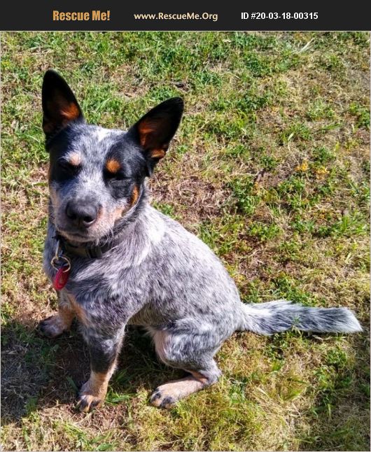 ADOPT 20031800315 ~ Australian Cattle Dog Rescue ~ Yorba Linda, CA