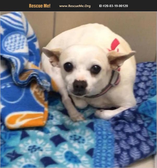 ADOPT 20031900120 ~ Chihuahua Rescue ~ Colorado Springs, CO