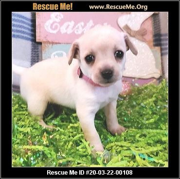 - California Chihuahua Rescue - ADOPTIONS - Rescue Me!