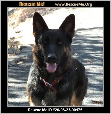 - Oregon Dog Rescue - ADOPTIONS - Rescue Me!