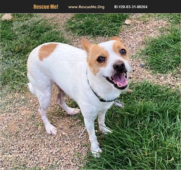 ADOPT 20033100264 ~ Jack Russell Rescue ~ Phoenix, AZ