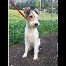 wire haired fox terriers for adoption