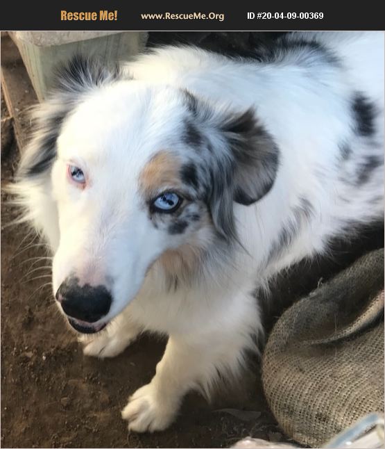 ADOPT 20040900369 ~ Australian Shepherd Rescue ~ Crane County, TX