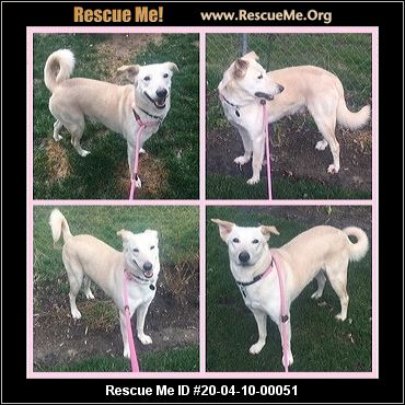 Dog adoption oakland county michigan