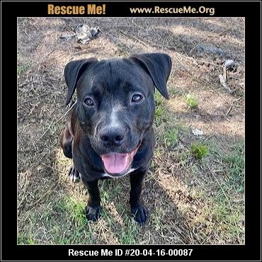 - Texas Pit Bull Rescue - ADOPTIONS - Rescue Me!